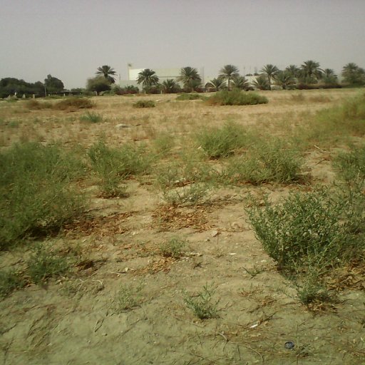 Al Ain. empty lot with irrigated trees in background