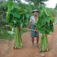 Wild Taro Research Project