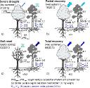 CONTRASTING ECOPHYSIOLOGICAL STRATEGIES RELATED TO DROUGHT: THE CASE OF A MIXED STAND OF SCOTS PINE (PINUS SYLVESTRIS) AND A SUBMEDITERRANEAN OAK (QUERCUS SUBPYRENAICA)