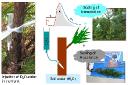 HYDRAULIC CONSTRAINTS TO WHOLE-TREE WATER USE AND RESPIRATION IN YOUNG CRYPTOMERIA TREES UNDER COMPETITION