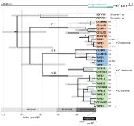 Evolutionary Origins of Taro (Colocasia esculenta) in Southeast Asia (pdf)