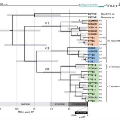 Evolutionary Origins of Taro (Colocasia esculenta) in Southeast Asia (pdf)