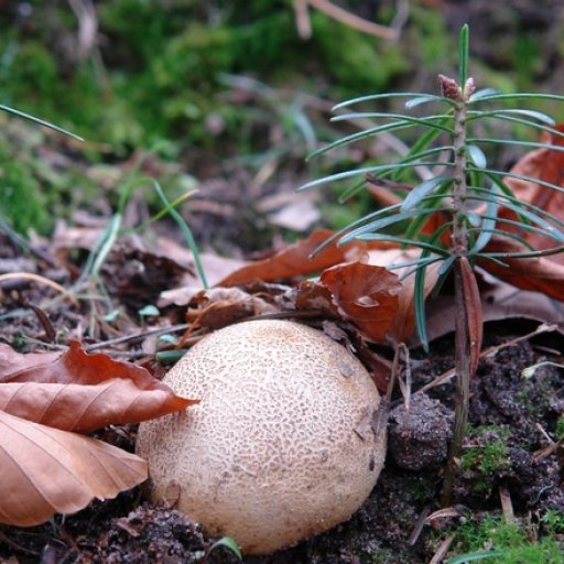 tn (850)PuffBall&Needle