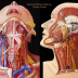 Head & Neck Anatomy