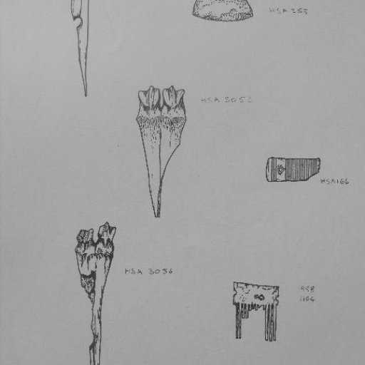 illustration: bone