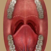 095.3_OralCavity