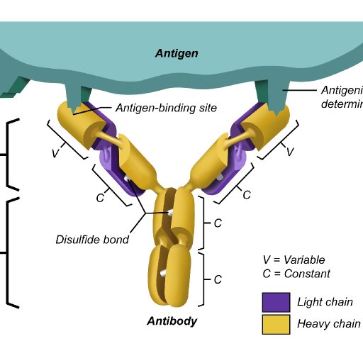 461.08_Antigen-AntibodyComplex