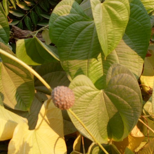 Dioscorea bulbifera  Linn. (Ratalu/Bilaikand)