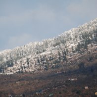 snow trees