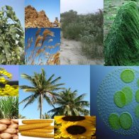 Biomass for biofuel