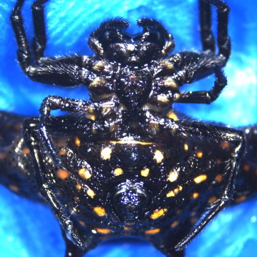 Gasteracantha D 1