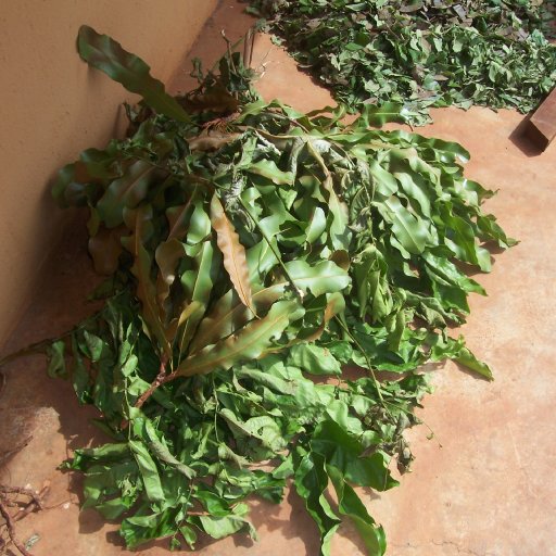 Medicinal Plant leaves