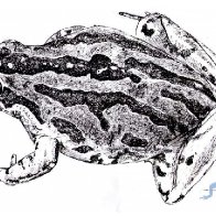 Striped marsh frog, Limnodynastes peronii