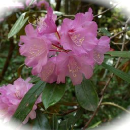 BG_April2017_Rhodo.jpg