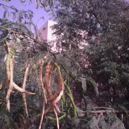 Al Ain. hanging pods from irrigated tree.jpg