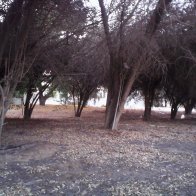 Al Ain. dying trees outside medical clinic