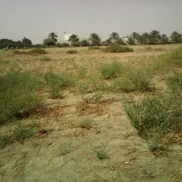 Al Ain. empty lot with irrigated trees in background.jpg