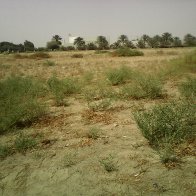 Al Ain. empty lot with irrigated trees in background.jpg