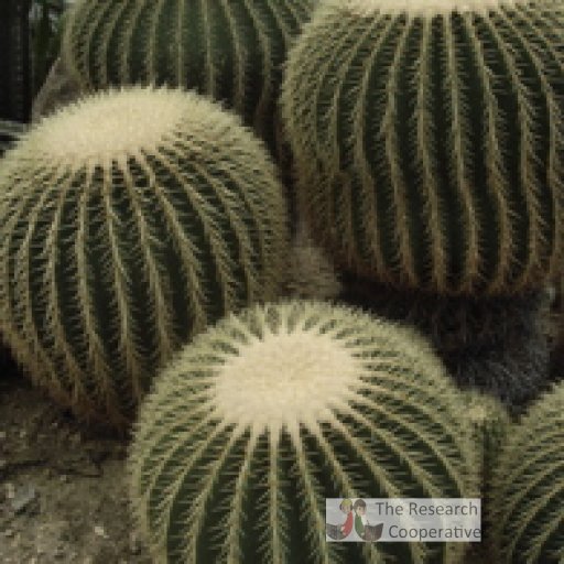 cactusfamily