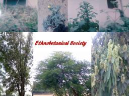 The Ethnobotanical Society